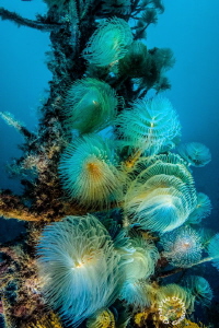 Tubeworm Tree by Marco Gargiulo 